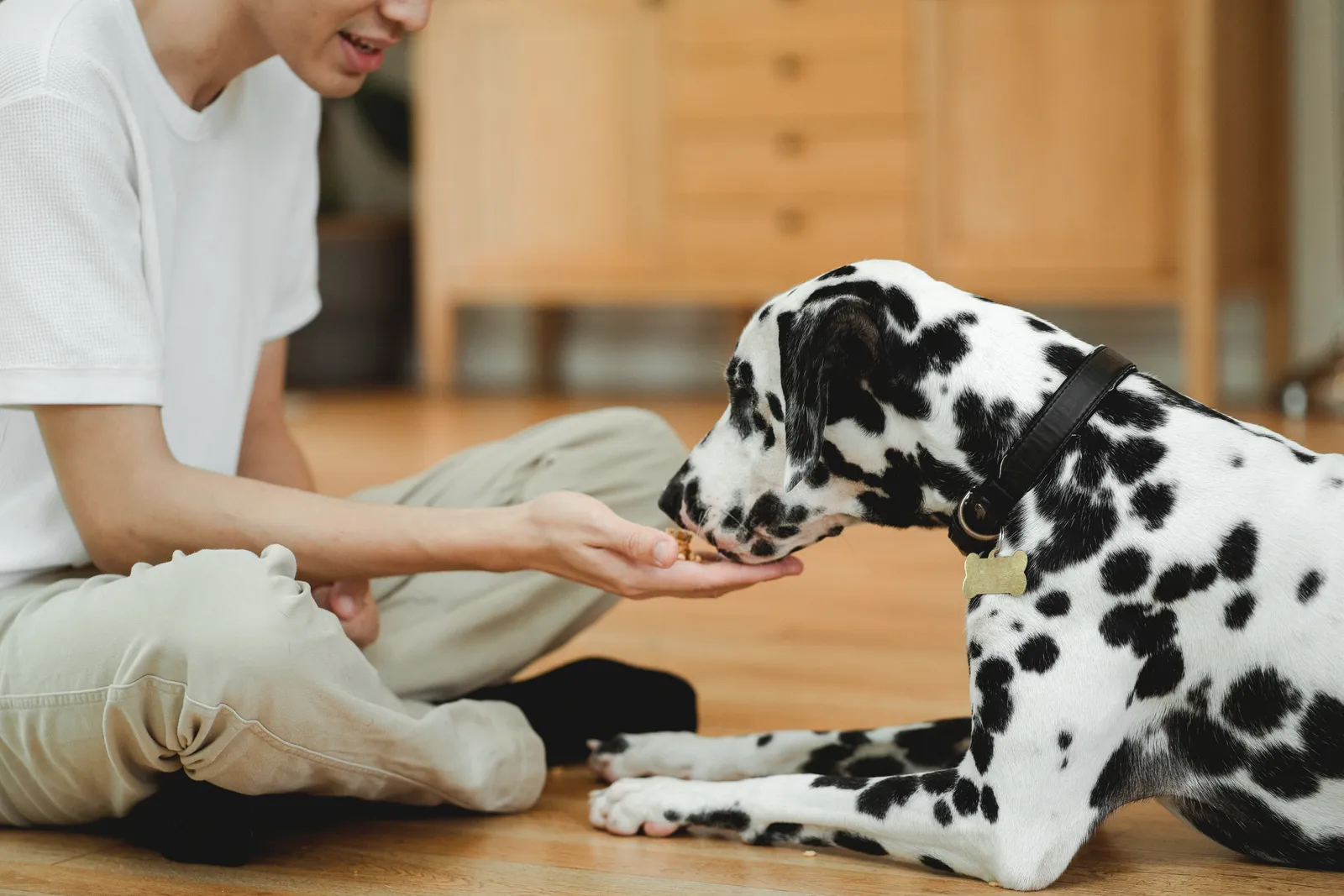 Pet-Friendly Options