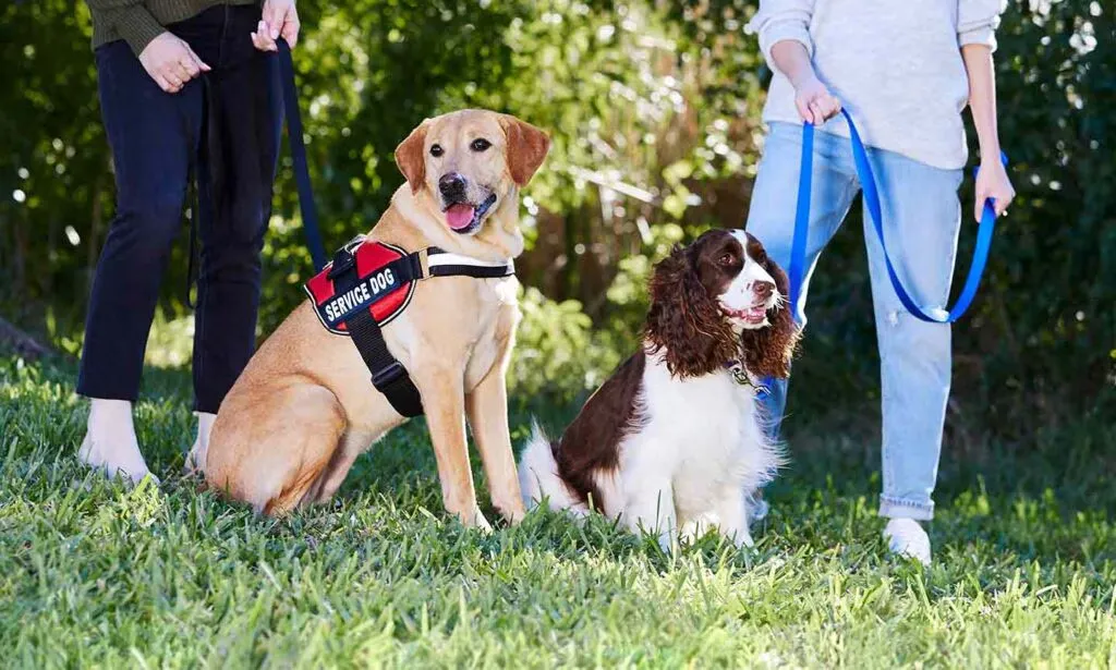 Train Staff on the Difference Between Service Animals and ESAs — and What Questions Are Permitted