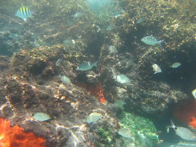 snorkling