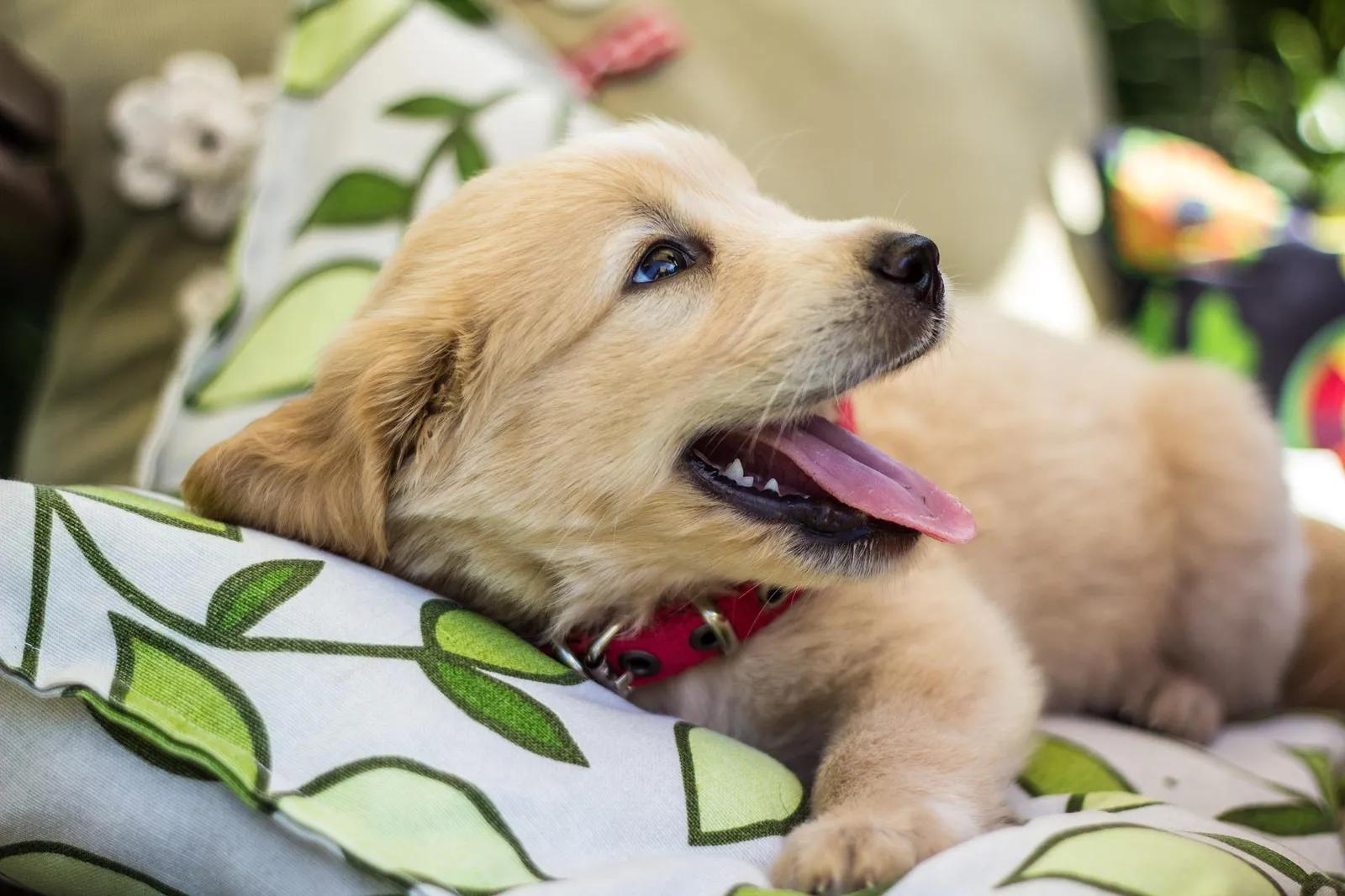 Pet friendly house for rent, Oasis rentals