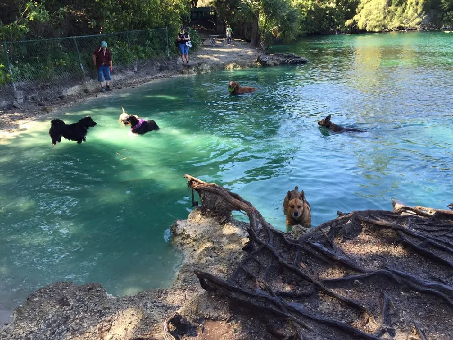 Bark Park in Deerfield Beach