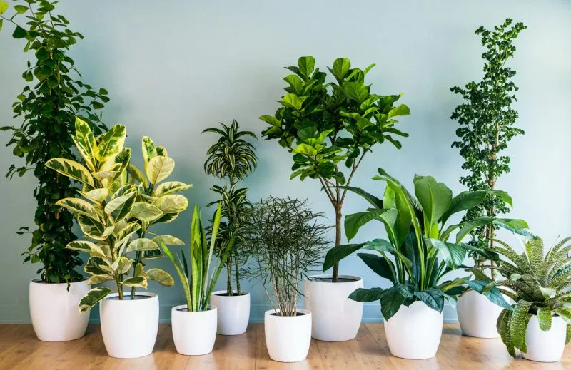low-maintenance plants