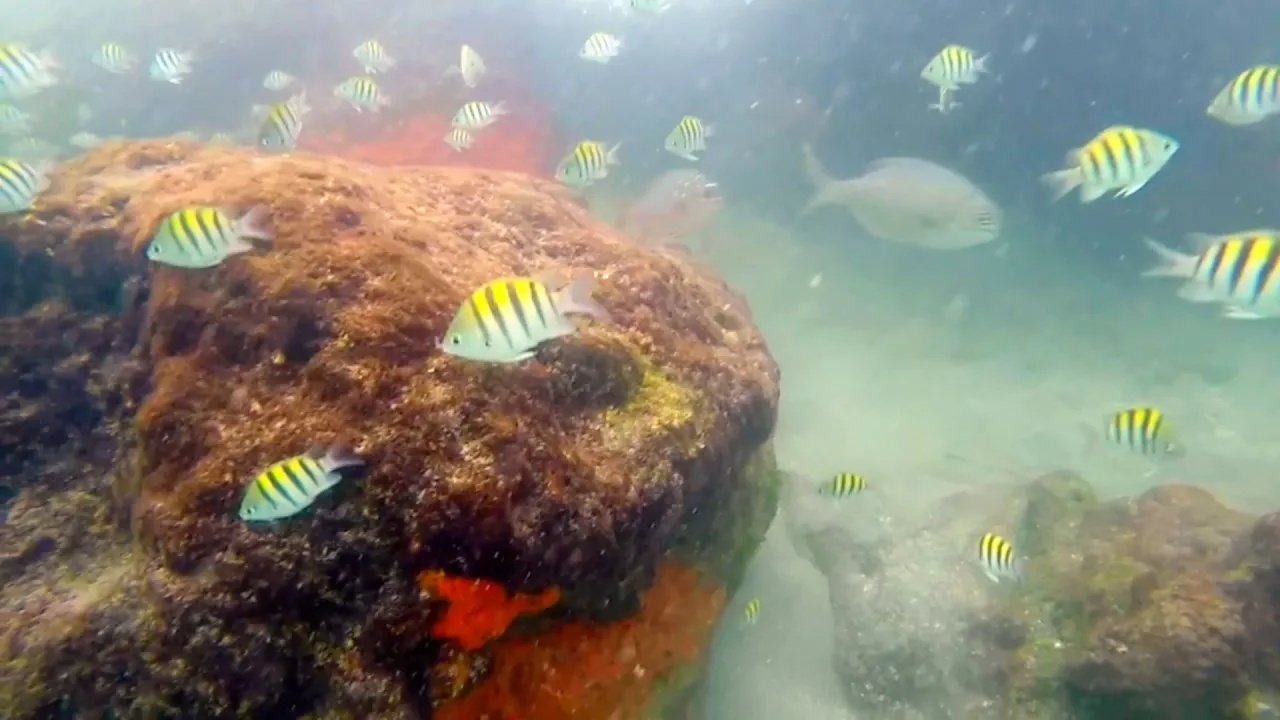 red reef 