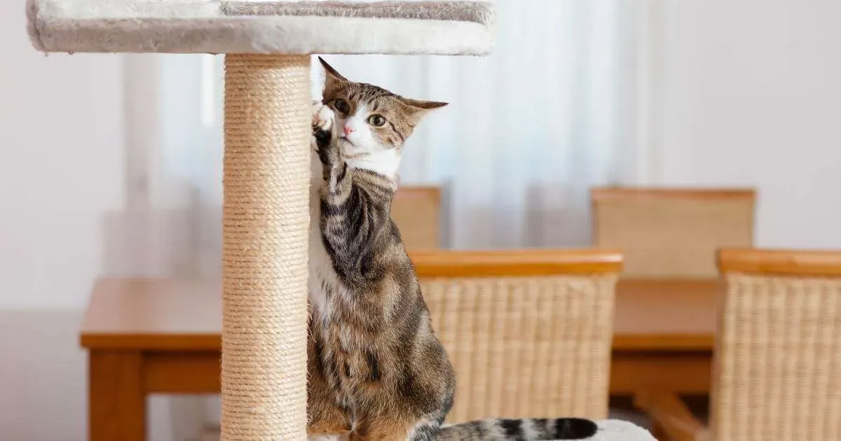 Pet-Friendly Rentals Reduce Turnover