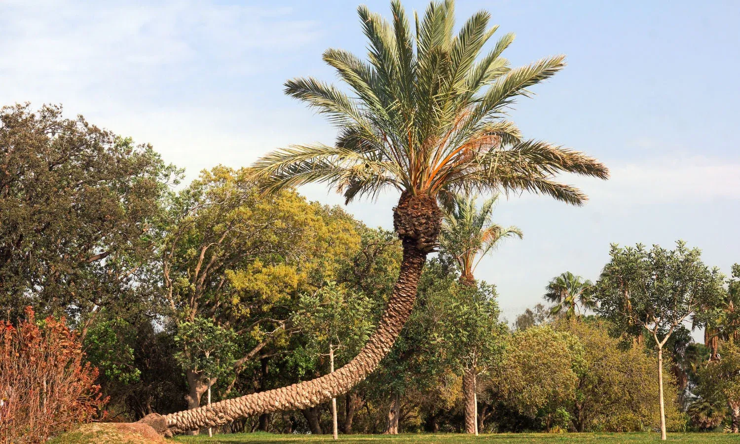 The Strength of Swaying: What Palm Trees Teach Us About Resilience