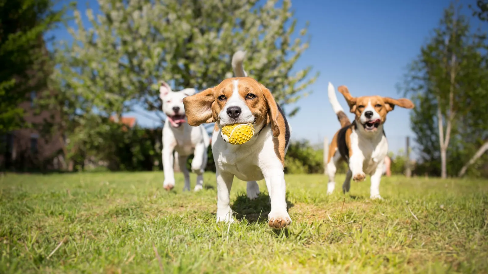 Look Beyond the Property for Green Space When Renting With a Dog