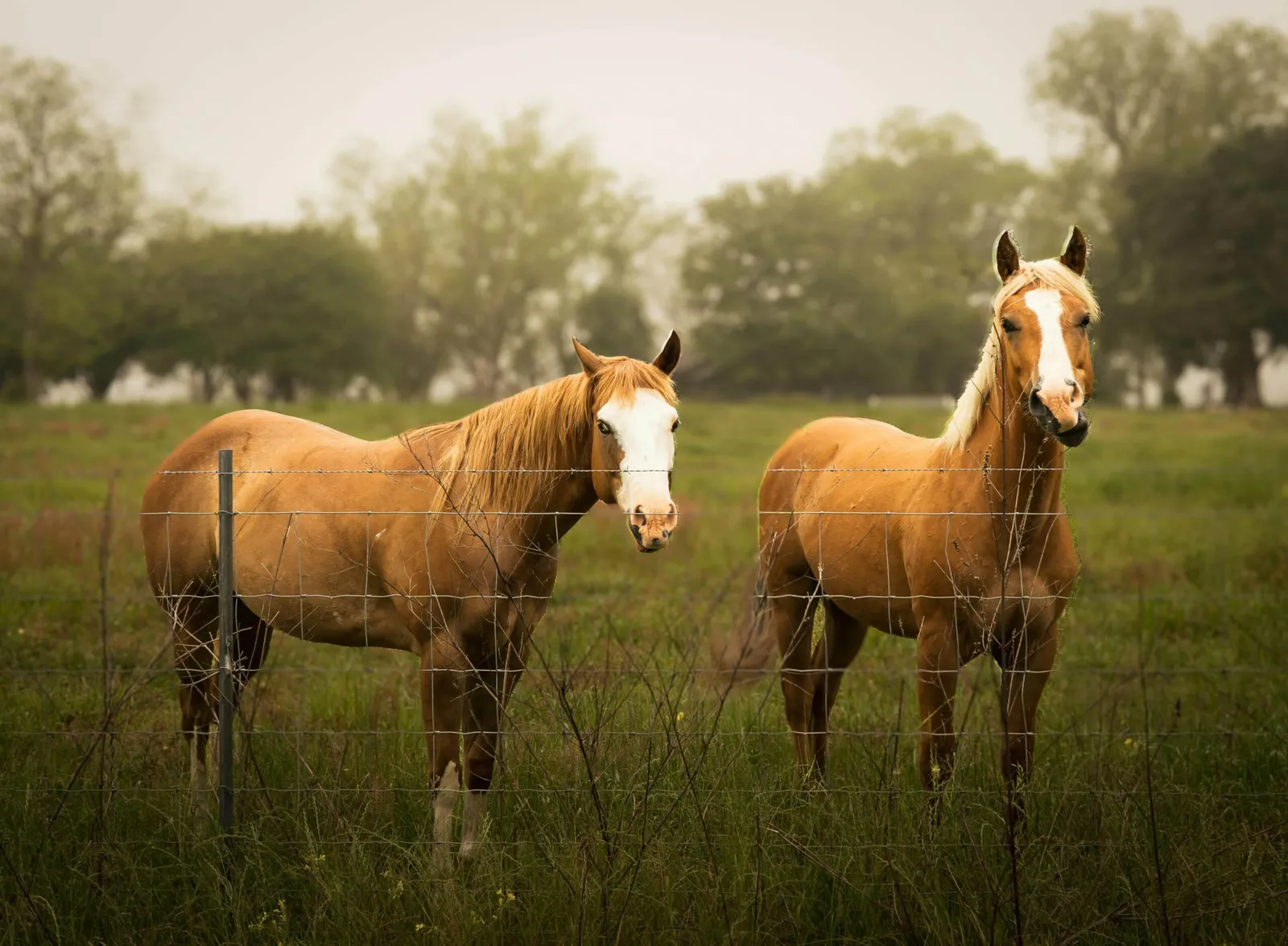 Ocala: Horse Country and Wide-Open Spaces