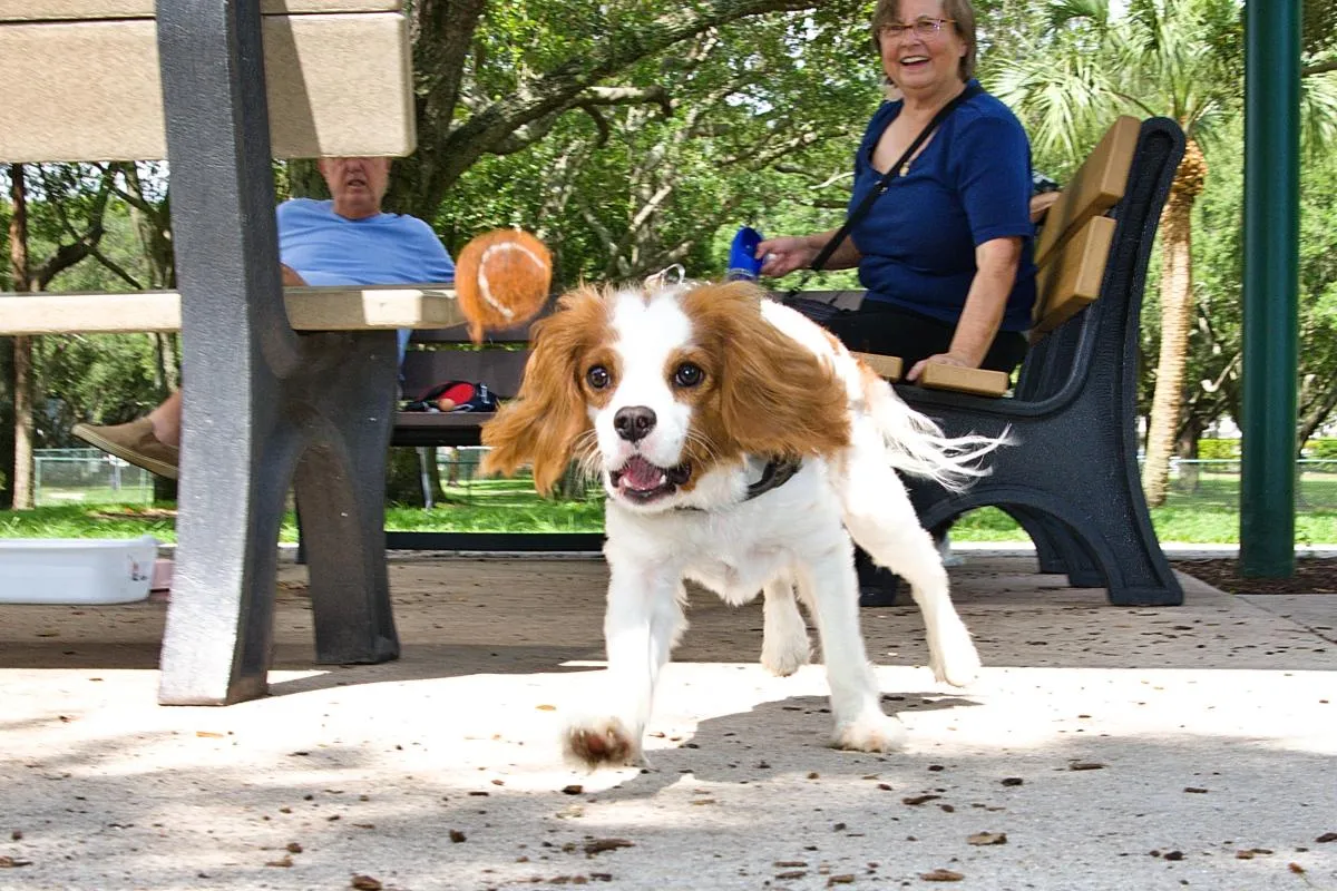 Mizner Bark Dog Park