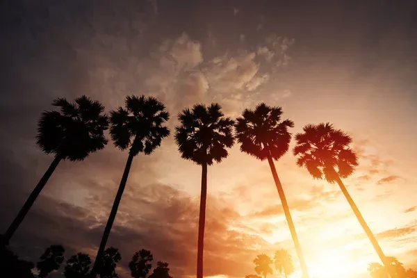 The Wisdom of the Palm