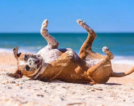 Cypress Knoll Appeals to Renters With Large Dogs in Palm Coast