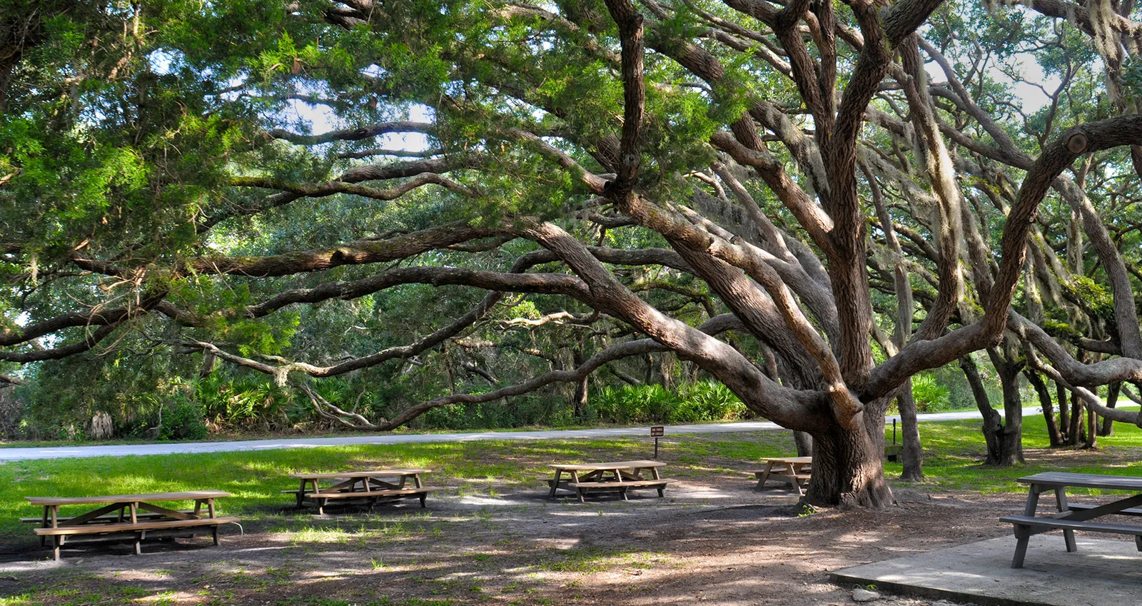 Matanzas Woods
