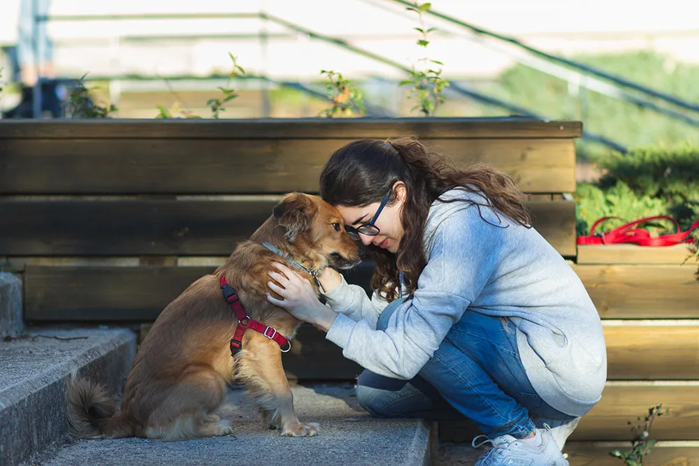  No Special Form, Registration, or ID Required for Assistance Animals