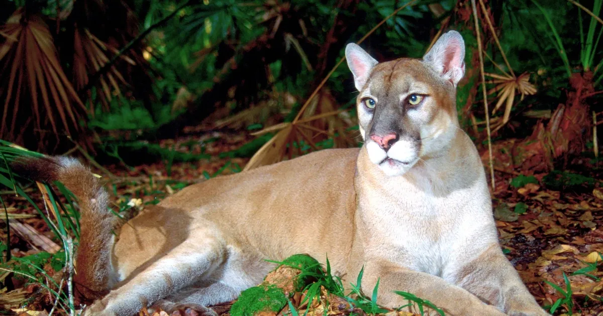 Florida Panther wildlife refuge, Deerfield beach
