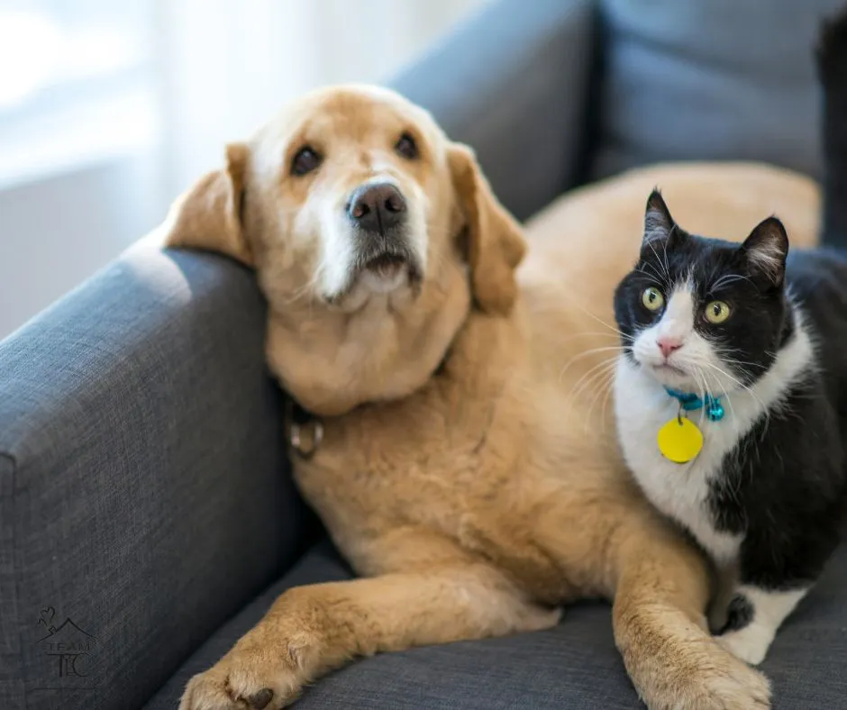 Pet Fees and Pet Rent: What to Expect in Florida Single-Family Rentals