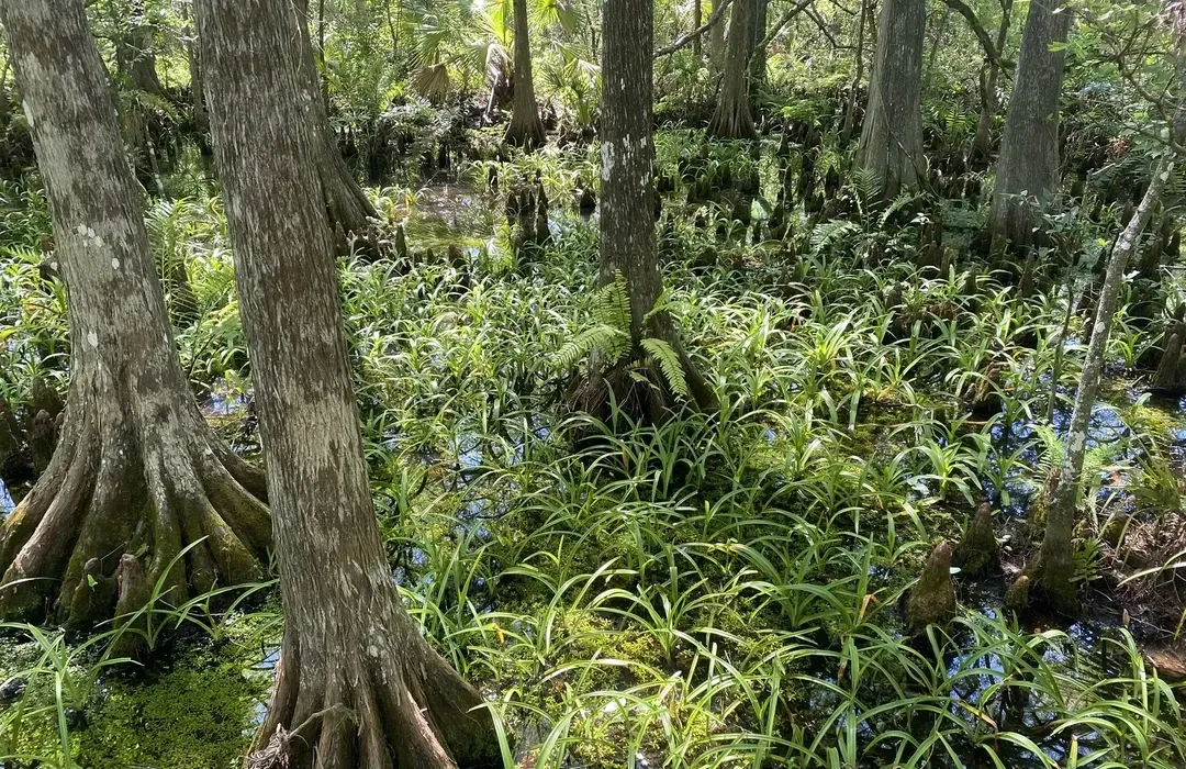 Nature Trails: Explore Subtropical Beauty at Fern Forest