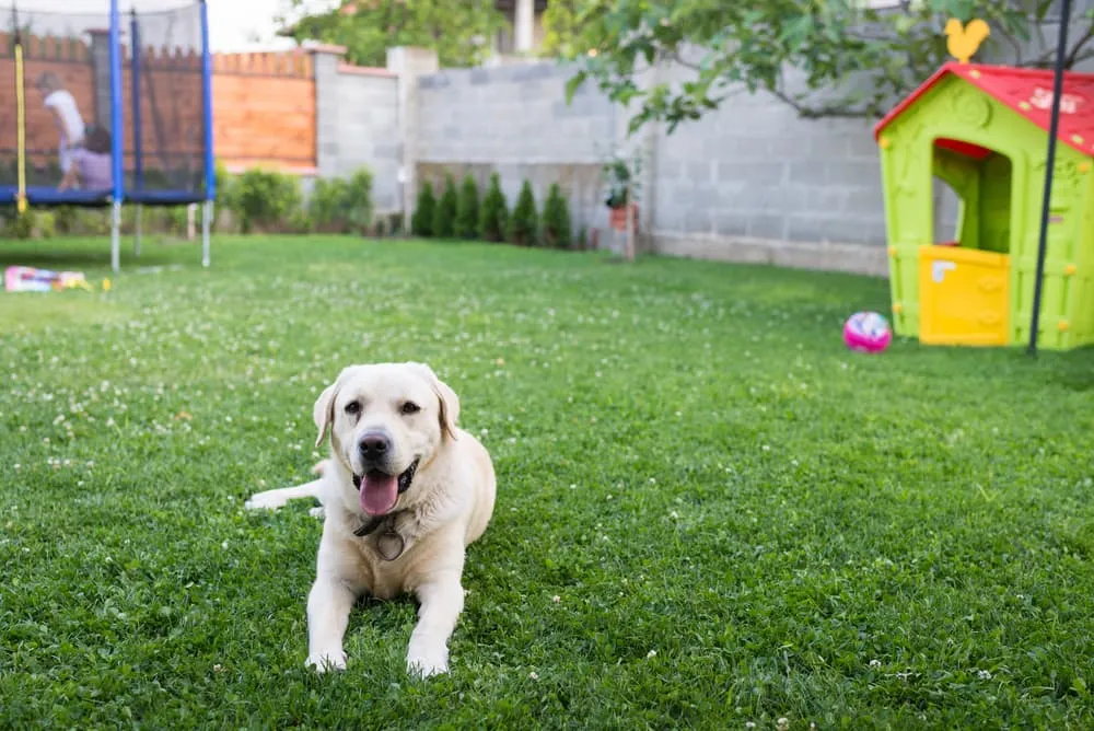 Raising a Dog in a Rental: Yards, Fences, and Nearby Green Space