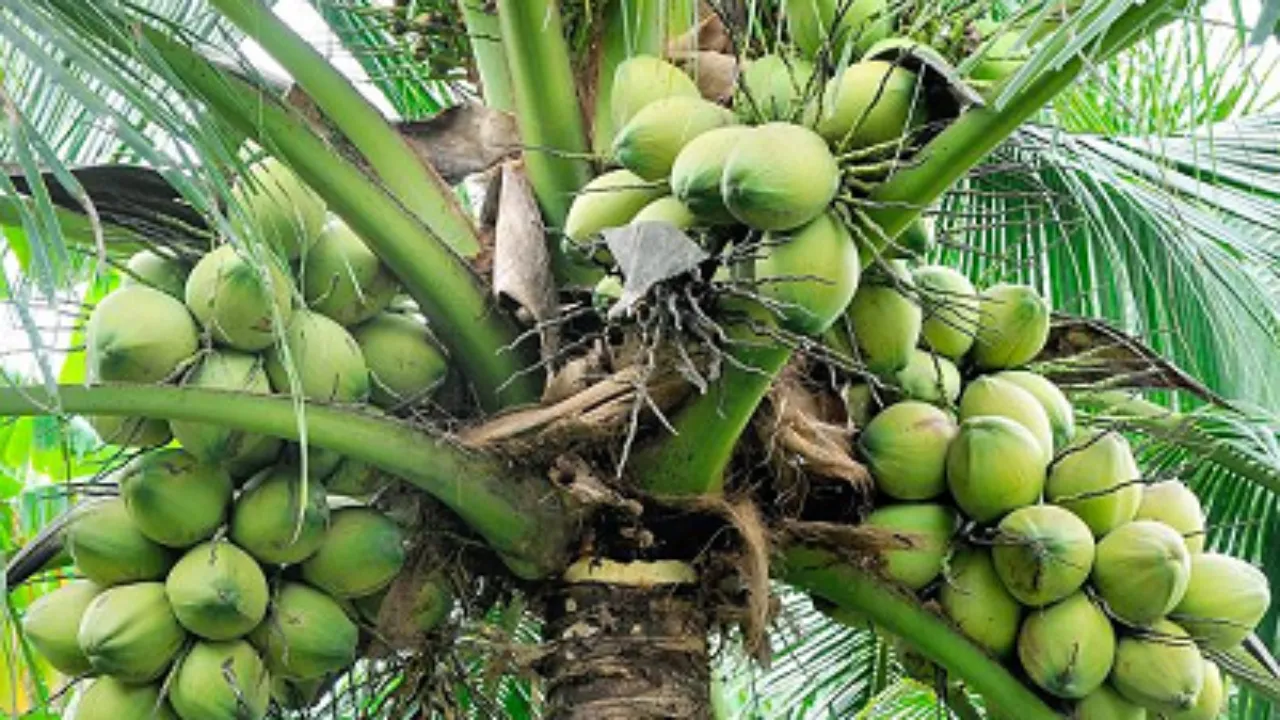 The International Coconut Festival