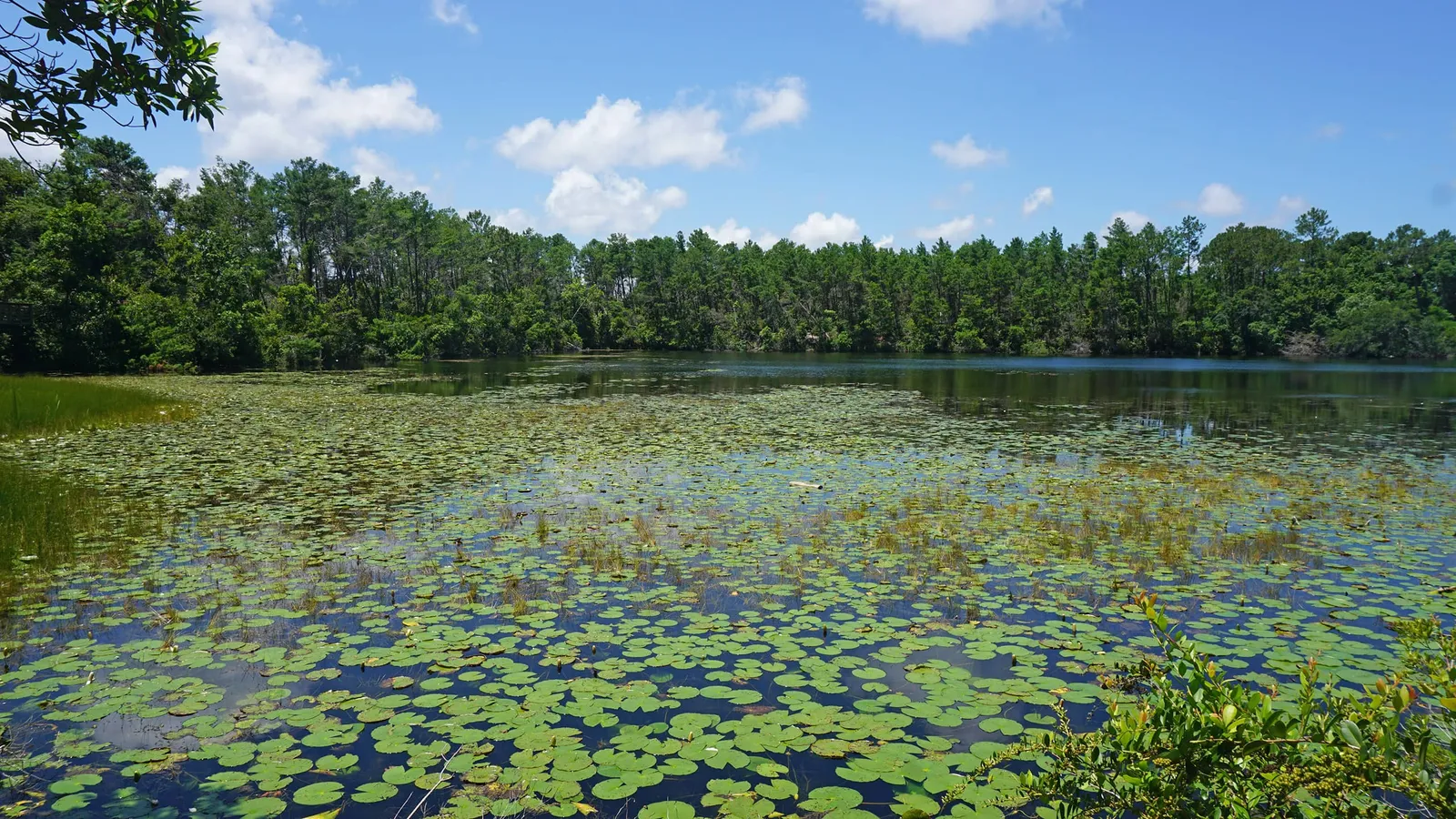 Graham Swamp Preserve
