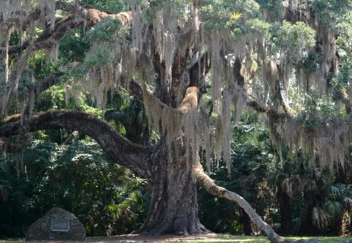 Bulow Creek State Park 