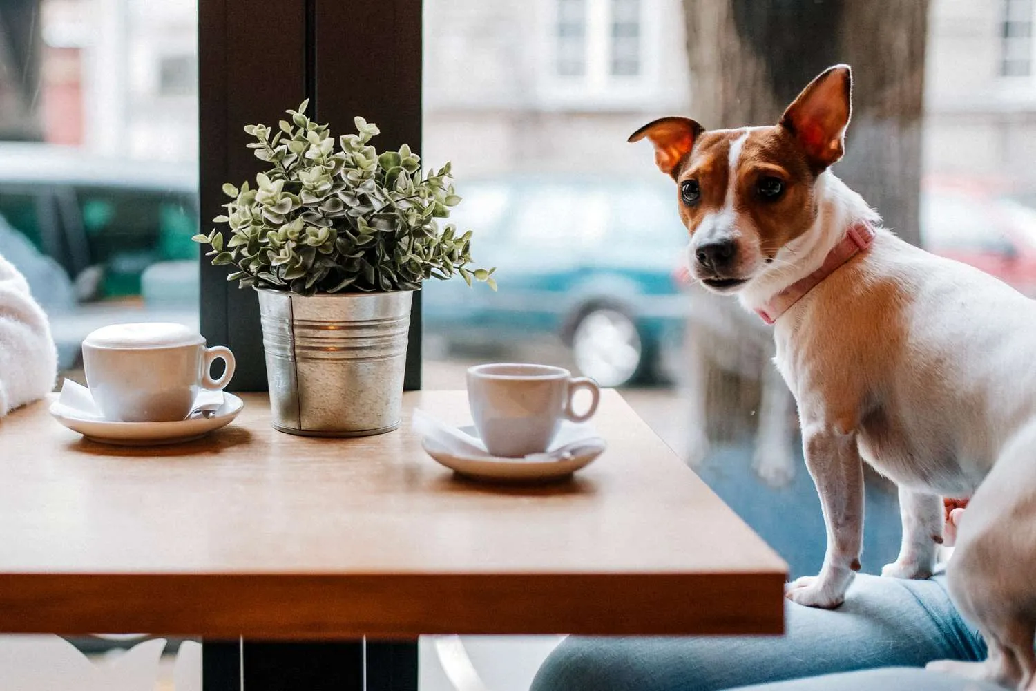 pet friendly restaurant