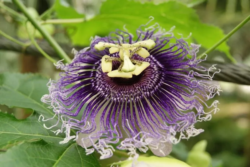 Native plants