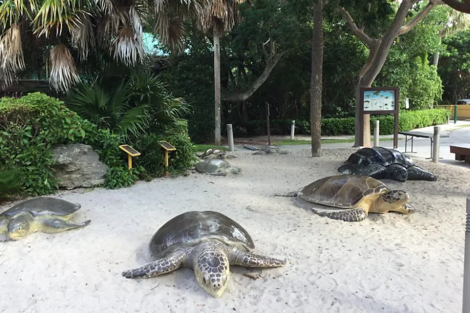 Turtle recreational park. Gambo Limbo Park, deerfield beach