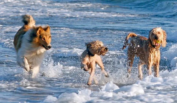 Spanish River Park Dog Beach
