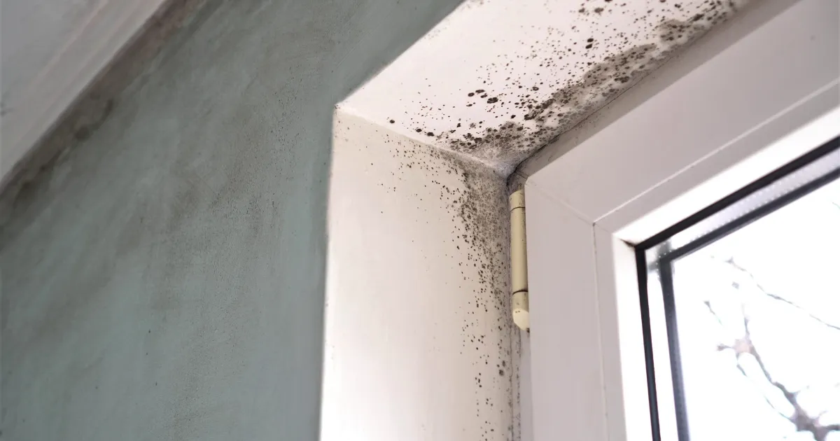 Recognizing Humidity Red Flags