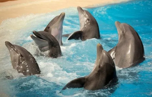 Marineland Dolphin Adventure 