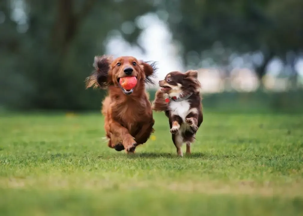 dog parks in palm coast