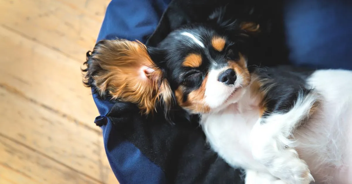 pet friendly rental house