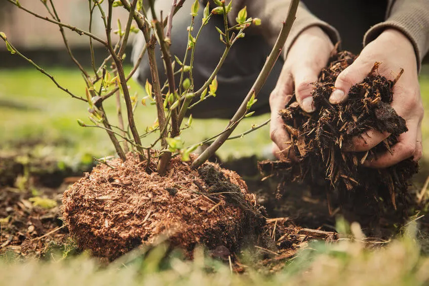 Mulch acts as a protective layer for the soil