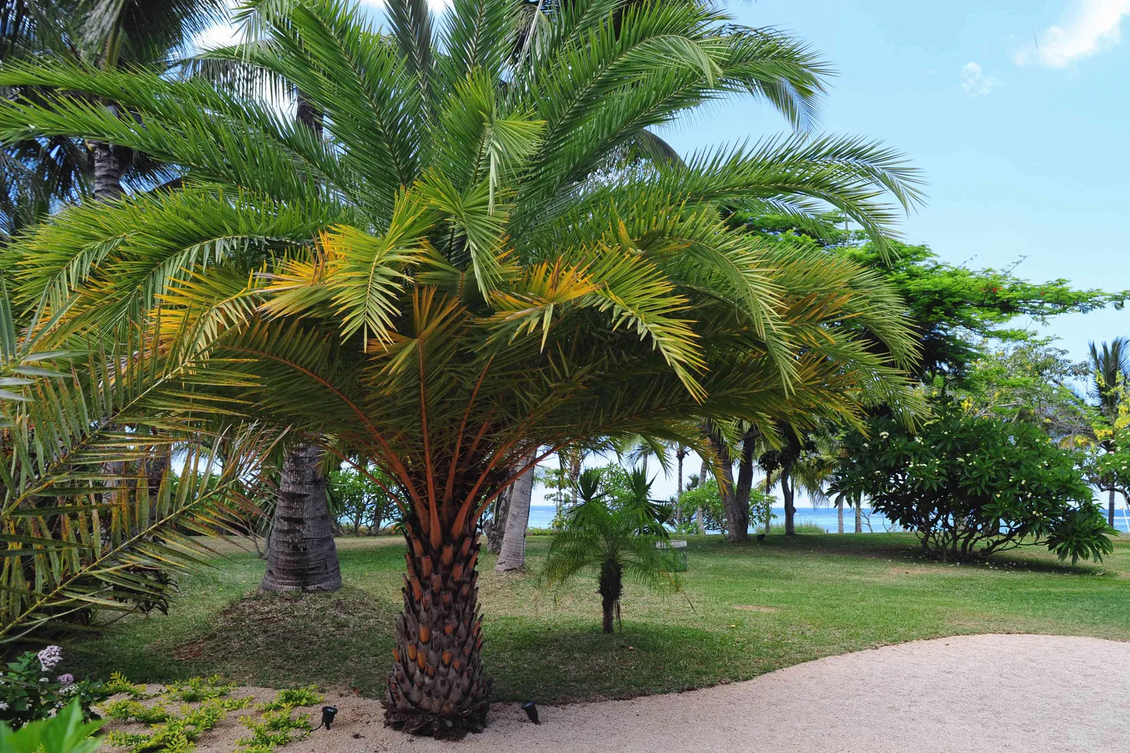 The Quiet Power of Flexibility: What the Palm Tree Understands