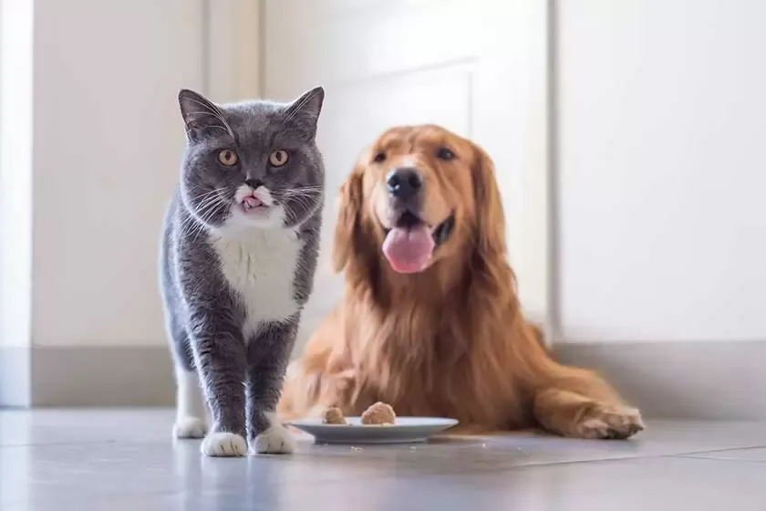 Discovery Pointe is a pet-friendly community