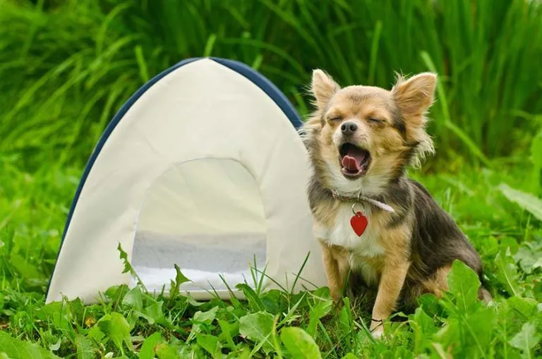 Boca Raton’s Best Dog Parks and Pet-Friendly Amenities Near Rental Homes