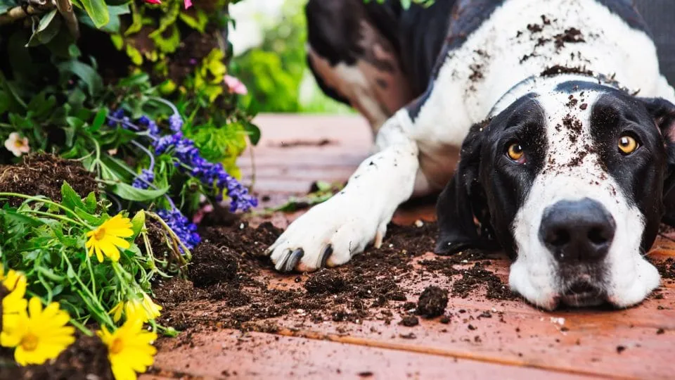pet-friendly green spaces 