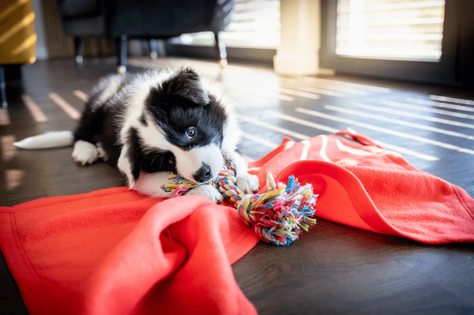 Building a Pet Routine in a New Environment: Helping Your Companion Feel at Home