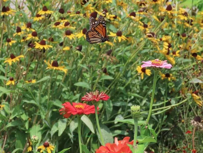 Butterfly Highway