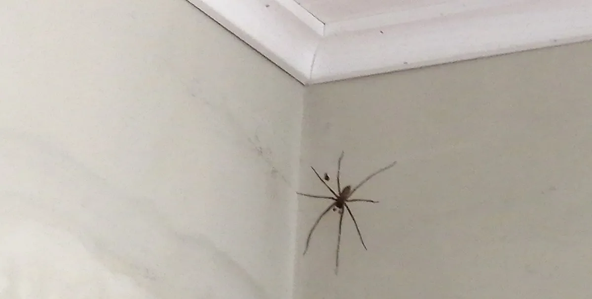spider in the house