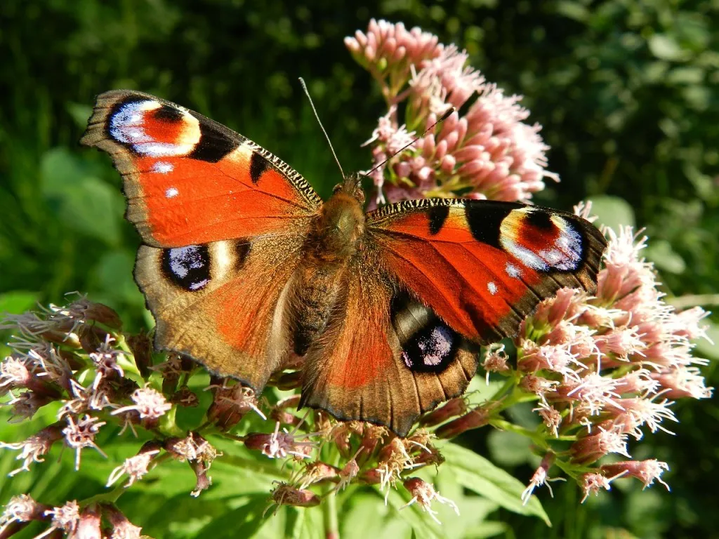 Butterfly-Friendly Community Network