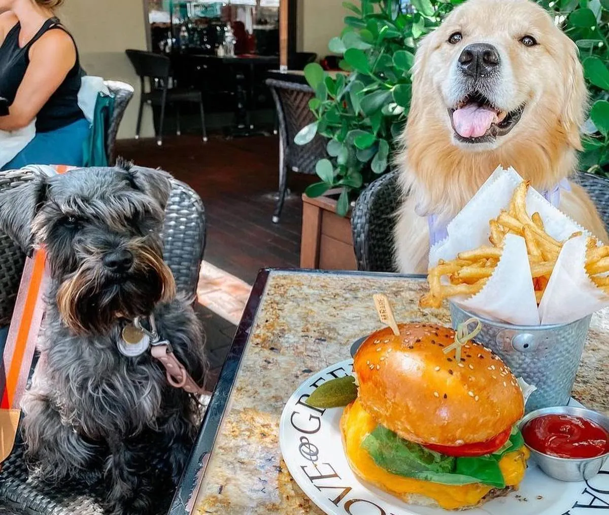 Pet-Friendly Restaurants and Cafés in boca raton