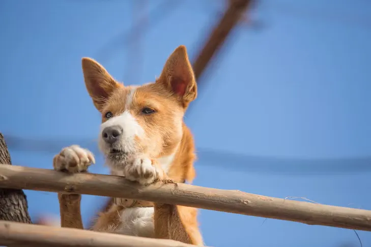 Check Whether the Yard Is Actually Fenced Before Renting With a Dog