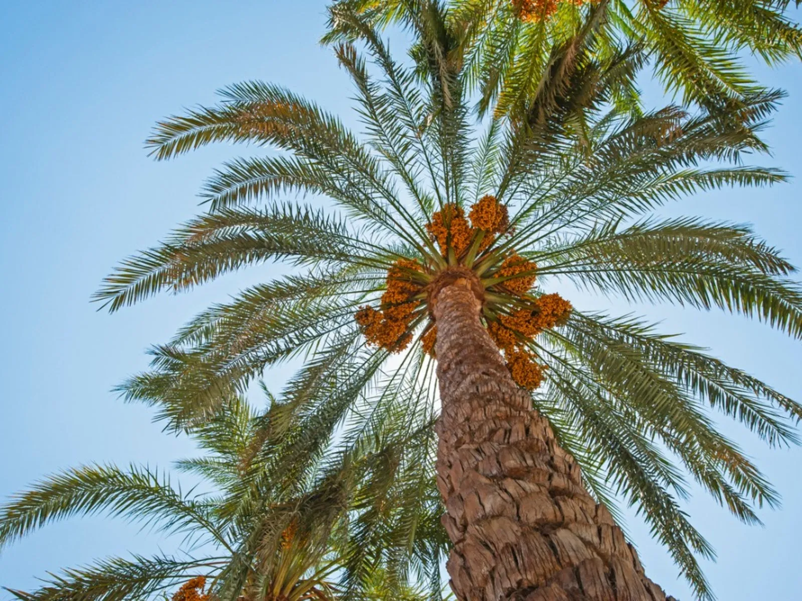 What the Palm Trees Know That You Don’t Yet