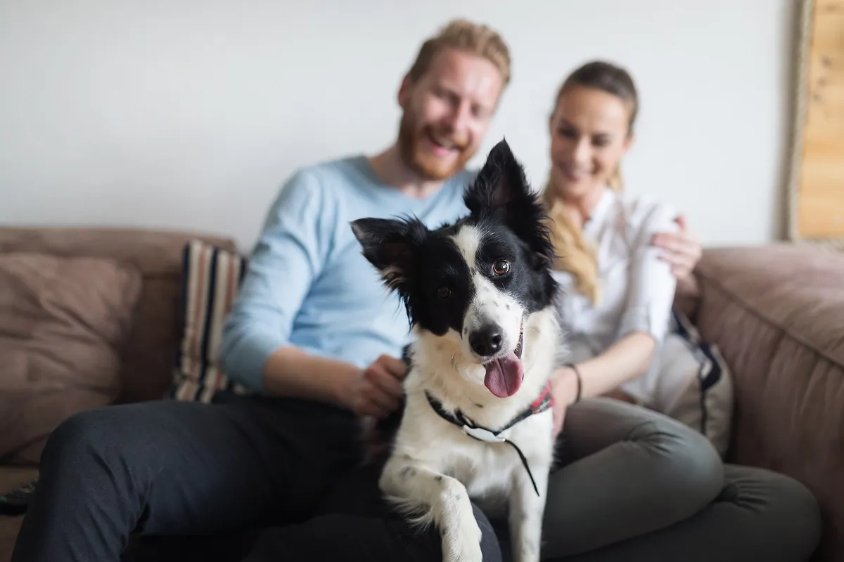Make a Dog-Friendly Rental Checklist