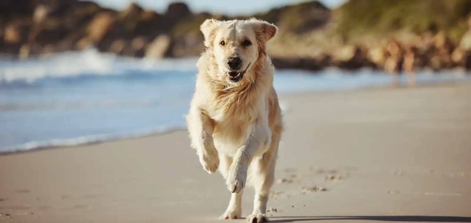 Grand Haven Appeals to Dog Owners in Palm Coast