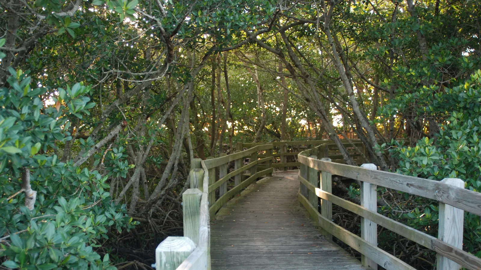 Mangrove Trail Park