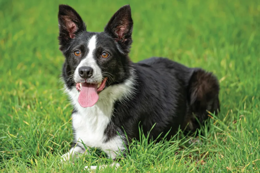 Oasis rentals pet friendly Rental houses