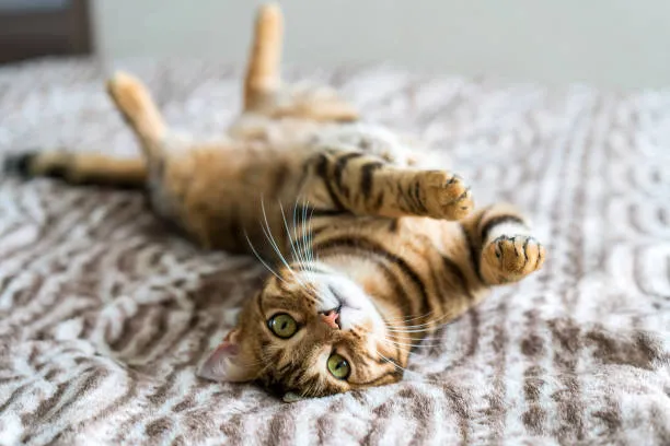 cat on the sofa