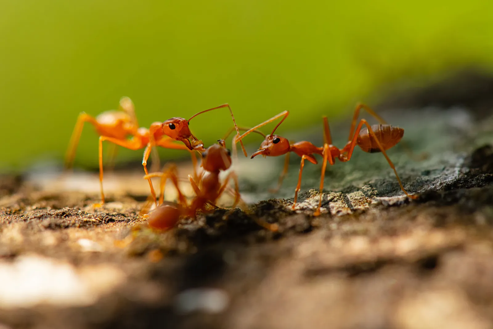 Ants in Florida: What to Expect and How to Keep Them Under Control