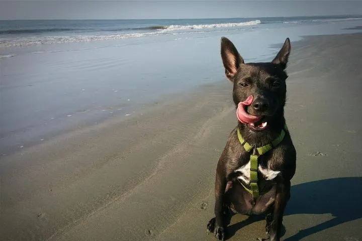  Folly Beach, South Carolina — Southern Hospitality With Your Dog